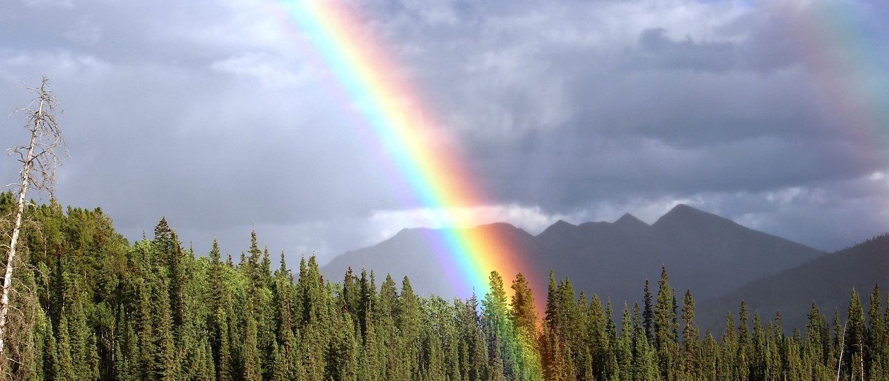 Ein leuchtender Regenbogen spannt sich über einen dichten Wald mit hohen Bäumen, vor dem Hintergrund von bewölkten Himmel und entfernten Bergen.