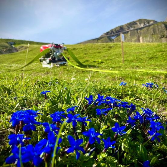 Blaue Blumen in einem Grasfeld mit einem rot-weißen Motor im Hintergrund und einer Bergkette.