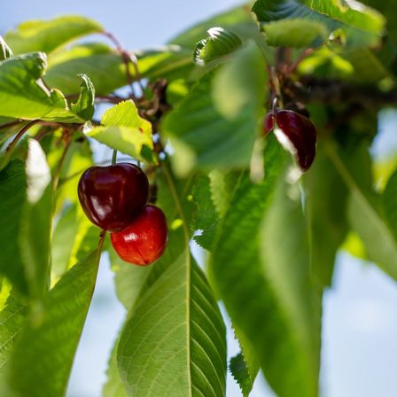 v1_migrated_image_83506184