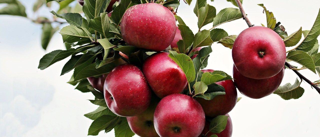 Ein Nahaufnahme von mehreren roten Äpfeln, die von einem Apfelbaum mit grünen Blättern unter einem klaren Himmel hängen.