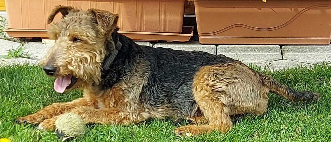 Ein brauner und schwarzer Airedale-Terrier liegt auf einem Rasen neben einer Holzbank mit gelben Blumen in Töpfen.