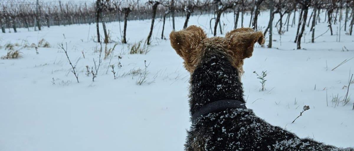 Ein schwarzer Hund mit schneebedecktem Fell steht in einem verschneiten Feld mit kahlen Bäumen und einem Zaun im Hintergrund.