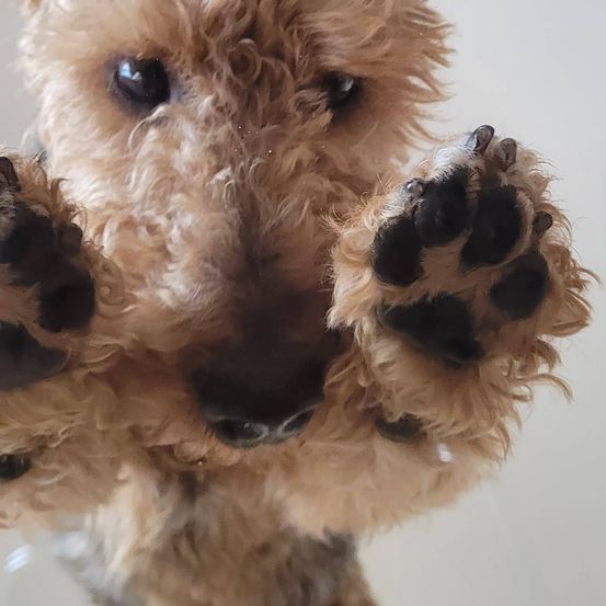 Eine Nahaufnahme des Gesichts eines flauschigen Hundes mit erhobenen Pfoten, die sein flauschiges Fell und schwarze Ballen zeigt. Der Hund hat einen neugierigen Ausdruck.