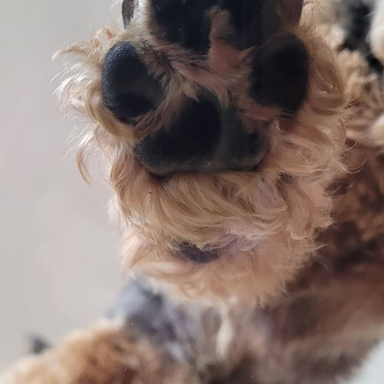 Ein Nahaufnahme des Gesichts eines Hundes mit Fell um Nase und Pfoten. Die Nase ist schwarz und leicht feucht.