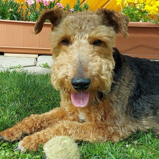 Ein brauner und schwarzer Airedale Terrier liegt auf grünem Gras, die Zunge herausgestreckt, und einem Ball vor sich. Dahinter stehen zwei große Pflanzgefäße mit gelben und rosa Blumen.