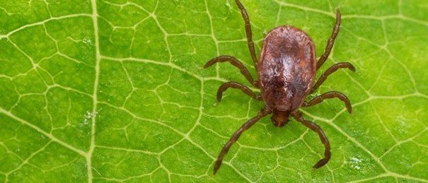 Eine Nahaufnahme eines kleinen braunen Zeckens auf einem grünen Blatt. Die Zecke hat acht Beine und einen runden Körper.