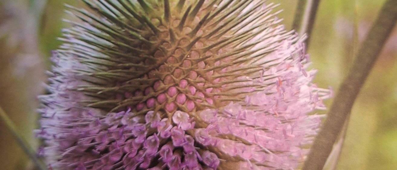 Eine Nahaufnahme eines Distels mit violetten und gelben Farbtönen, umgeben von grünen Blättern. Die Pflanze hat eine stachelige Außenseite und ein weiches, rosafarbenes Inneres.