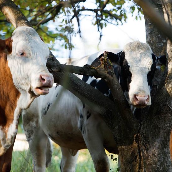 Bild enthält, Animal, Cattle, Cow, Livestock, Mammal, Bull, Outdoors