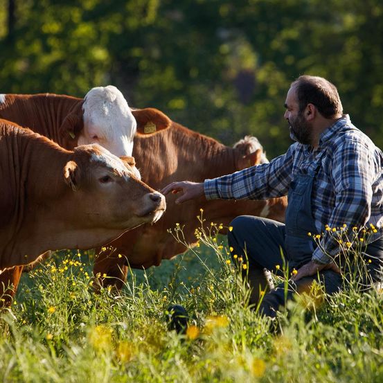 Bild enthält, Field, Grassland, Nature, Outdoors, Adult, Male, Man, Person, Cattle, Cow