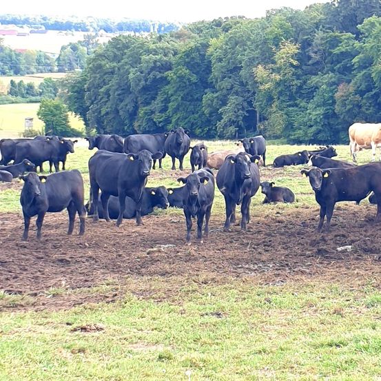 Bild enthält, Countryside, Nature, Outdoors, Ranch, Bull, Angus, Cattle, Cow, Grassland, Pasture