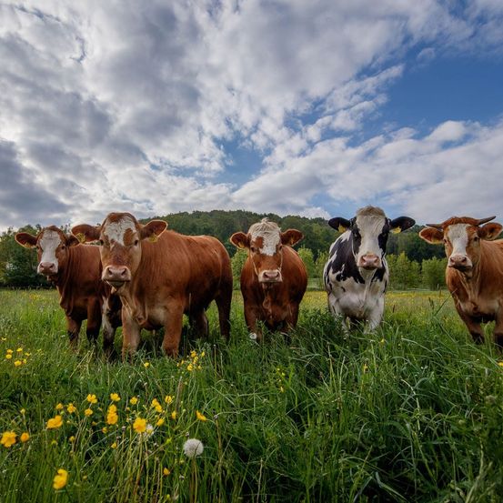 Bild enthält, Field, Grassland, Nature, Outdoors, Countryside, Pasture, Cattle, Cow, Ranch, Meadow