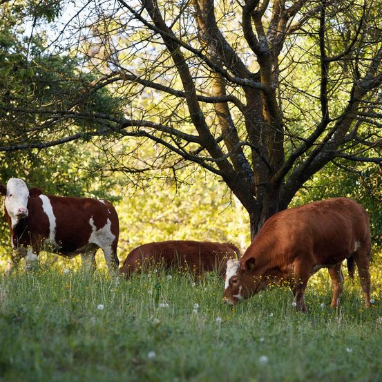 Bild enthält, Field, Grassland, Nature, Outdoors, Countryside, Pasture, Ranch, Grazing, Cattle, Cow