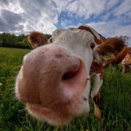 Bild enthält, Field, Grassland, Nature, Outdoors, Animal, Cattle, Cow, Livestock, Mammal, Grass