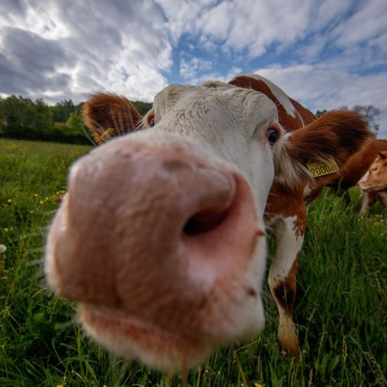 Bild enthält, Field, Grassland, Nature, Outdoors, Animal, Cattle, Cow, Livestock, Mammal, Grass