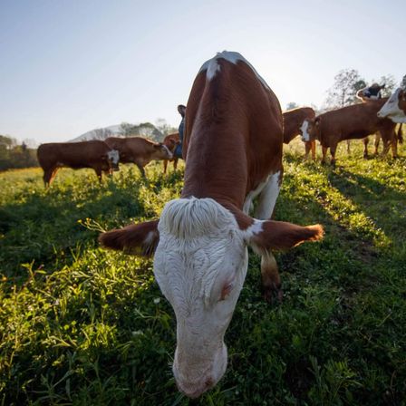Bild enthält, Field, Grassland, Nature, Outdoors, Countryside, Pasture, Rural, Grazing, Ranch, Cow
