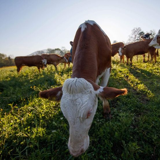 Bild enthält, Field, Grassland, Nature, Outdoors, Countryside, Pasture, Rural, Grazing, Ranch, Cow