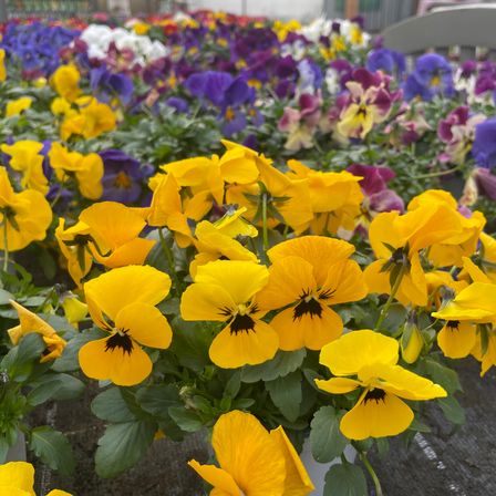 Bild enthält, Flower, Plant, Geranium, Petal, Pansy, Anemone