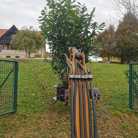 Bild enthält, Backyard, Nature, Outdoors, Yard, Plant, Vegetation, Garden, Tree