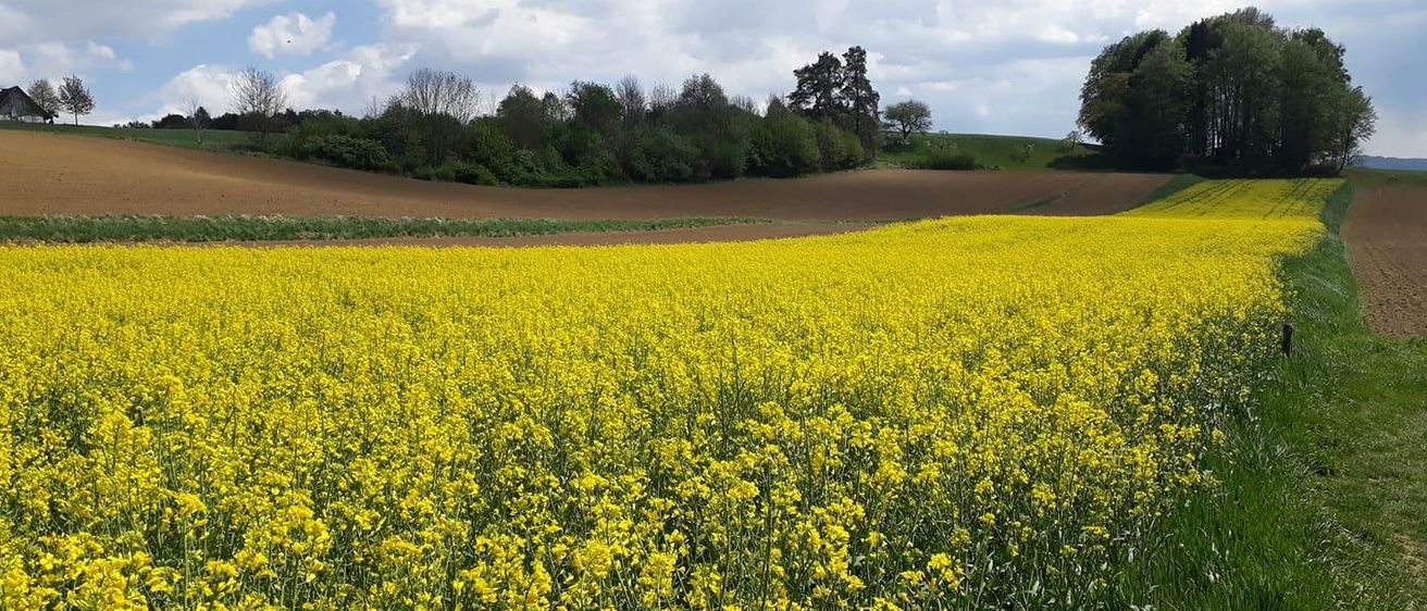 Ein riesiges Feld mit gelben Blumen erstreckt sich über die Landschaft, begrenzt von Bäumen und Büschen auf einer Seite und einem gepflügten Feld auf der anderen. Der Himmel ist teilweise bewölkt.