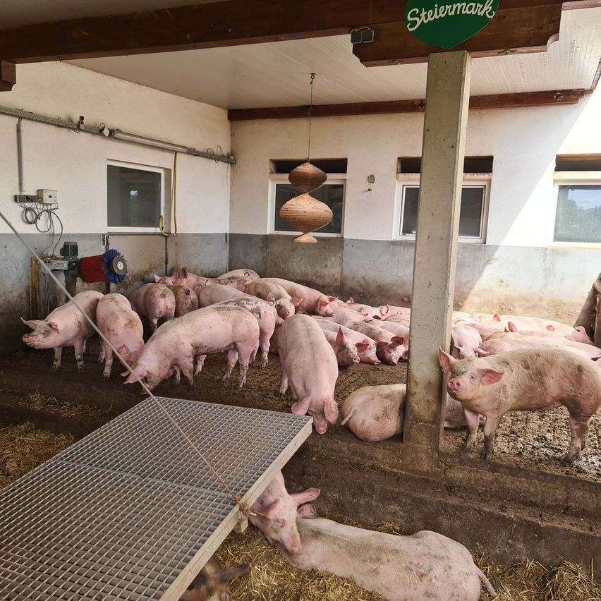 Bild enthält, Animal, Mammal, Pig, Hog, Boar, Wildlife