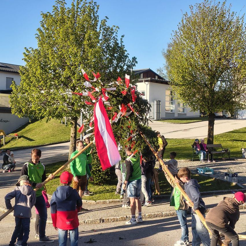 Eine Gruppe von Menschen trägt einen geschmückten Tannenbaum auf Stangen, sie stehen auf einer Straße mit Bäumen und einem Gebäude im Hintergrund.