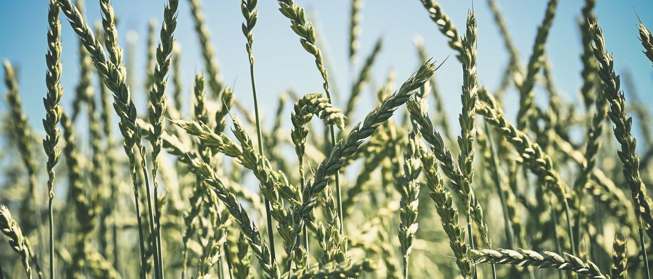 Nahaufnahme von Weizenpflanzen in einem Feld mit klarem blauem Himmel. Die Weizenköpfe sind golden und wiegen sich sanft im Wind.
