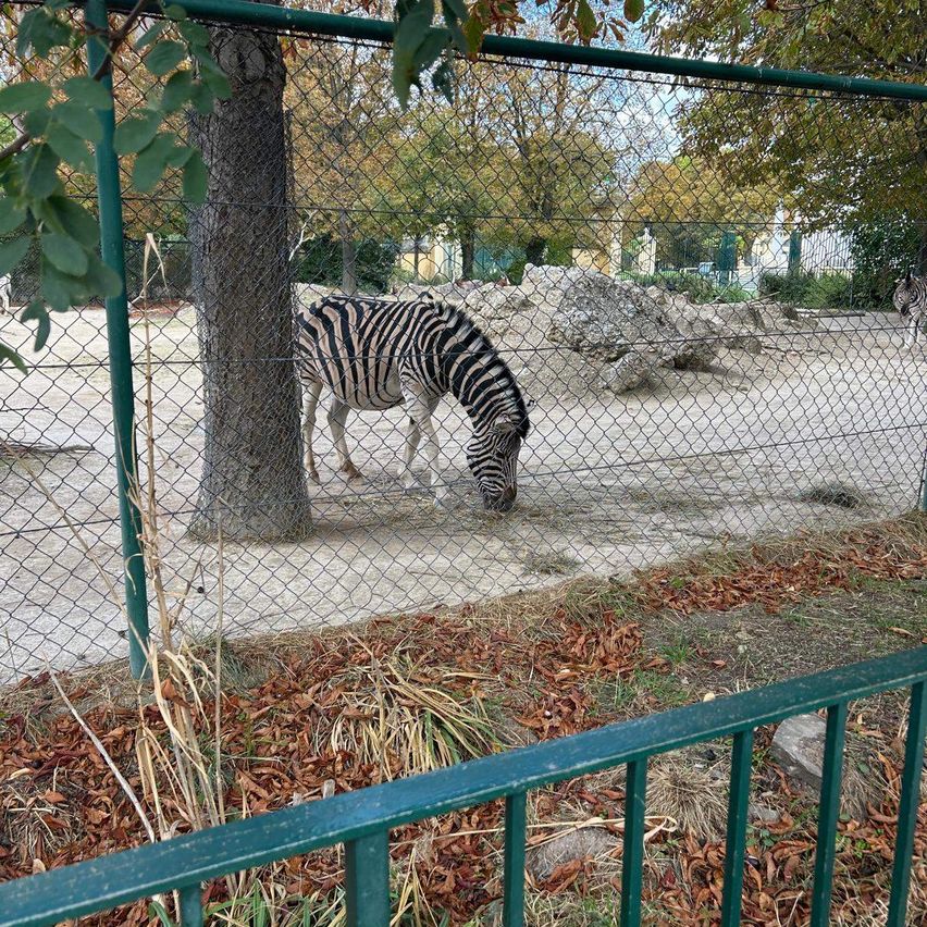 Ein Zebra grast in der Nähe eines Baumes in einem eingezäunten Bereich, möglicherweise in einem Zoo.