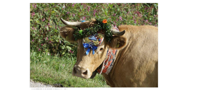 Eine braune Kuh mit einem Blumenkopfband und Bändern steht in einem Grasbereich.