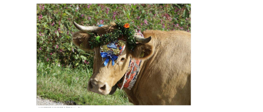 Eine braune Kuh mit einem Blumenkopfband und Bändern steht in einem Grasbereich.