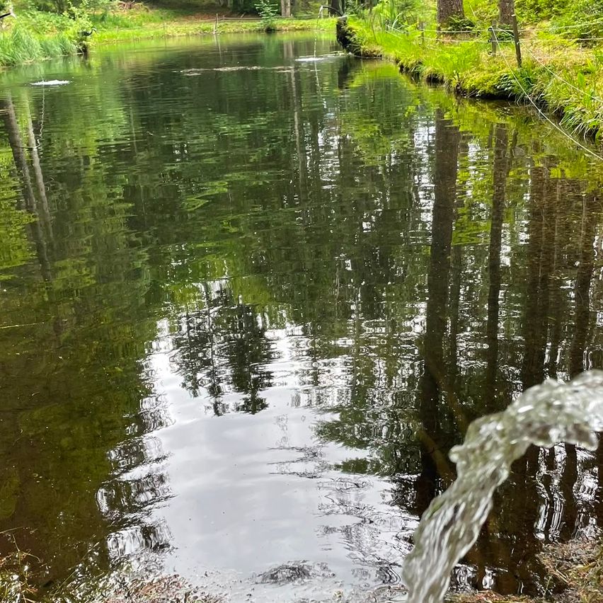 Ein ruhiger Teich mit Wasser, das hineinfließt, umgeben von üppigem Grün und Bäumen, die sich im Wasser spiegeln.