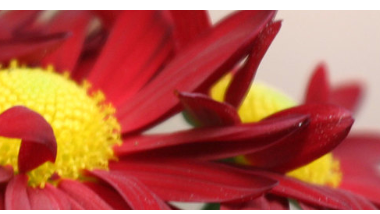 v1_migrated_image_1431639