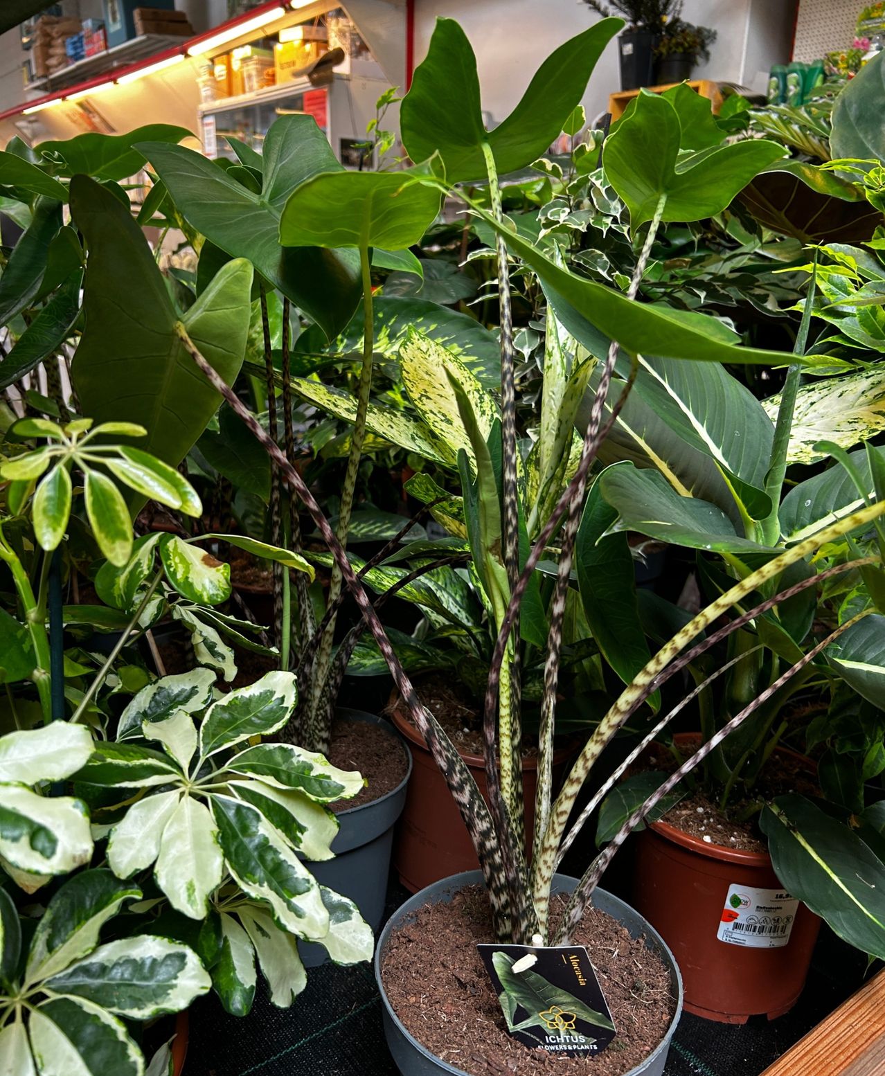 alocasia frydek variegata kaufen Alocasia Frydek Variegata main image 0