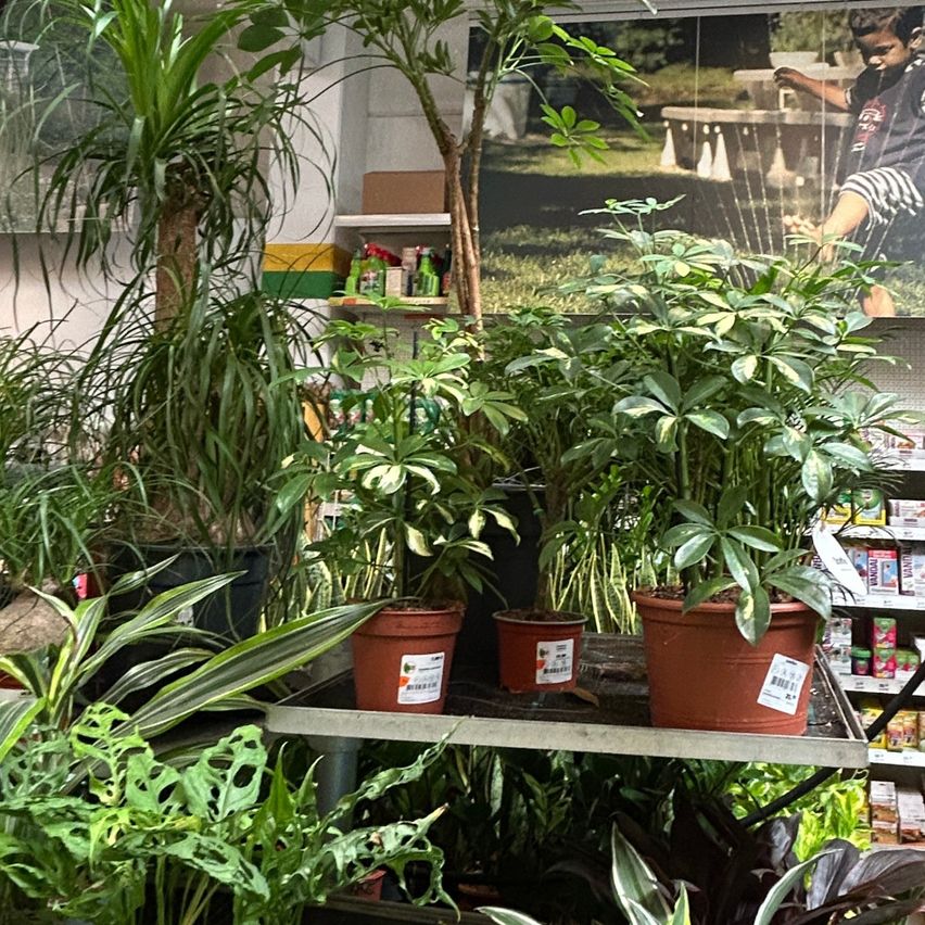 Various potted plants on a shelving unit in a store. Some plants have labels, and a boy is visible in the background.