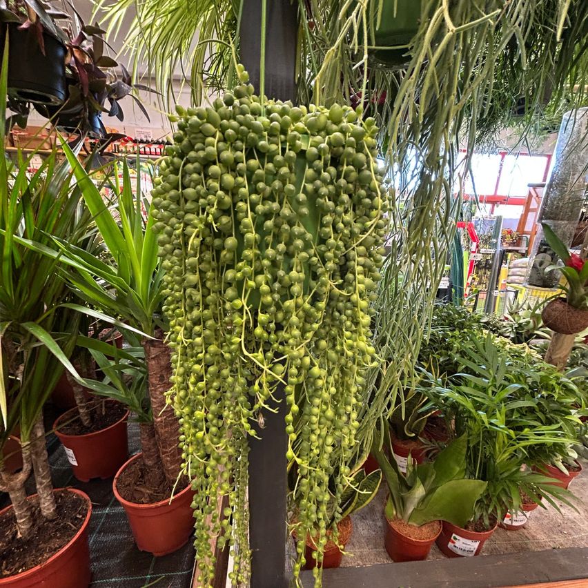 A plant with green, bead-like fruits hangs in a nursery, surrounded by other potted plants. The nursery has a well-lit, spacious feel.