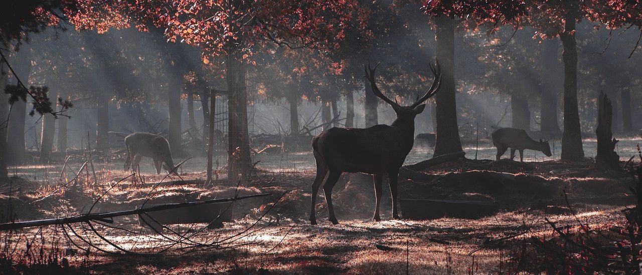 Bild enthält, Animal, Deer, Wildlife, Antelope, Pig, Tree, Vegetation, Elk, Autumn, Outdoors