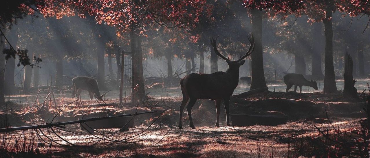 A deer with large antlers stands in a foggy forest, with other deer grazing nearby. The forest is filled with trees and fallen leaves.