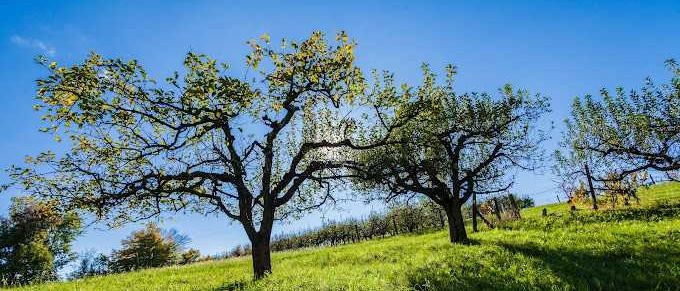Bild enthält, Tree, Oak, Nature, Outdoors, Pasture, Landscape, Scenery, Grassland, Ground, Vegetation