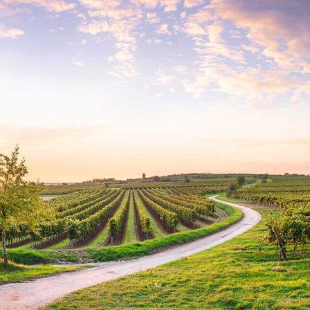 Bild enthält, Nature, Outdoors, Countryside, Rural, Farm, Sky, Vineyard, Scenery, Person