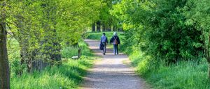 Bild enthält, Path, Walking, Nature, Outdoors, Trail, Vegetation, Tree, Woodland, Park, Hiking