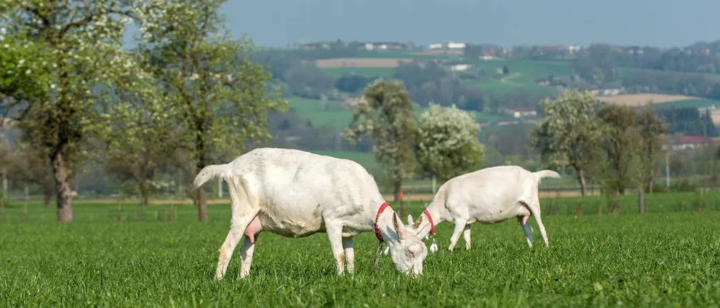 Ziegen