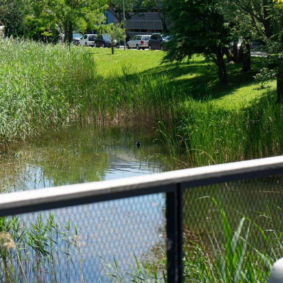 Ein Teich, umgeben von hohem Gras und Bäumen. Eine Ente schwimmt im Wasser. Autos sind in der Ferne geparkt.