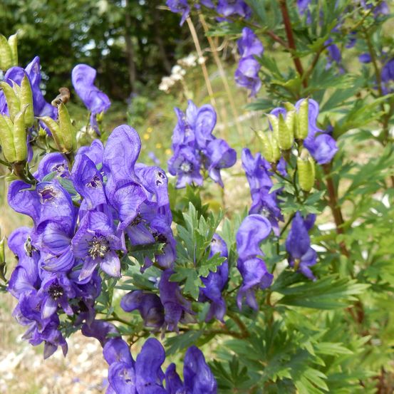 Ein Büschel tiefvioletter Blüten mit grünen Blättern und Knospen, die auf einem Busch in einem grasigen Bereich mit Bäumen im Hintergrund wachsen.