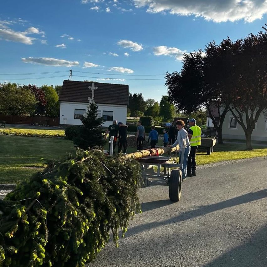 A group of people move a large evergreen tree on a trailer in a village. A house with a cross on the roof is in the background.