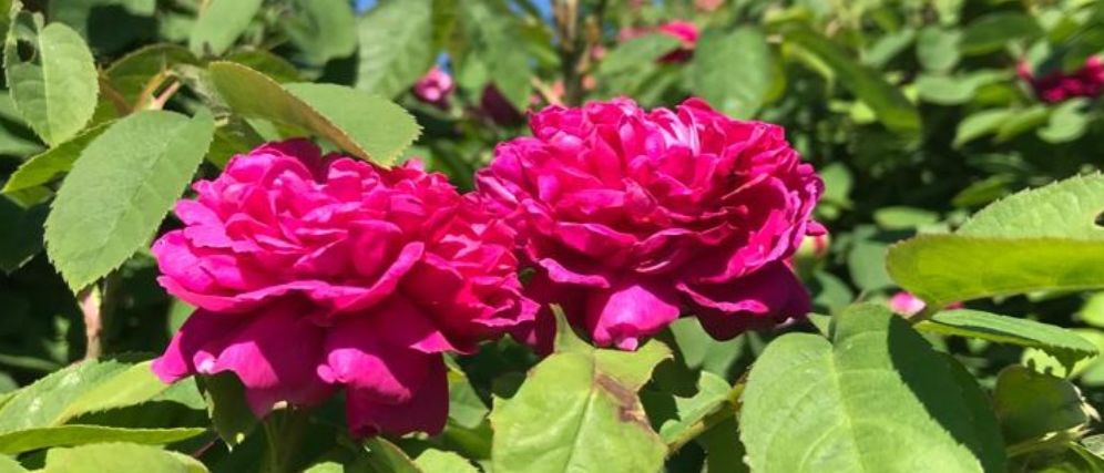 Ein Feld mit leuchtend rosa Rosen unter einem klaren blauen Himmel. Die Blumen haben üppige, grüne Blätter und stehen eng beieinander.