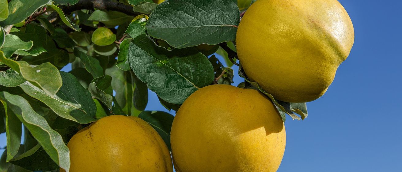 Drei gelbe Früchte hängen von einem Ast mit grünen Blättern unter einem blauen Himmel. Die Früchte sind rund und haben einige kleine Flecken.