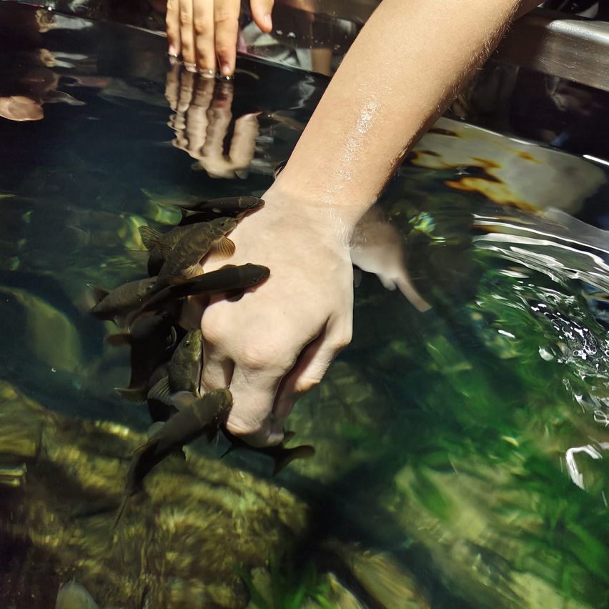 A hand holding small fish in an aquarium. The fish swim around the hand, with reflections visible on the water surface.