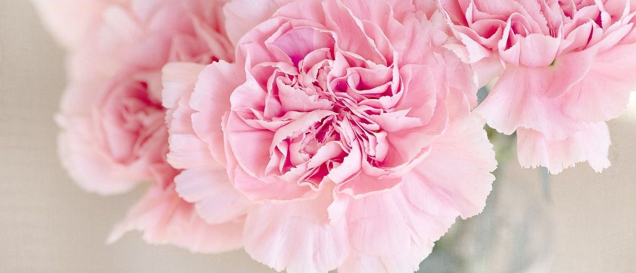 Bild enthält, Flower, Plant, Carnation, Rose