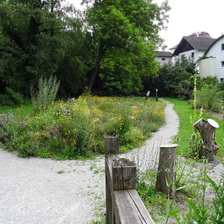 Tree, Garden, Nature, Outdoors, Grass, Path, Fir, Tree Stump, Walkway, Housing