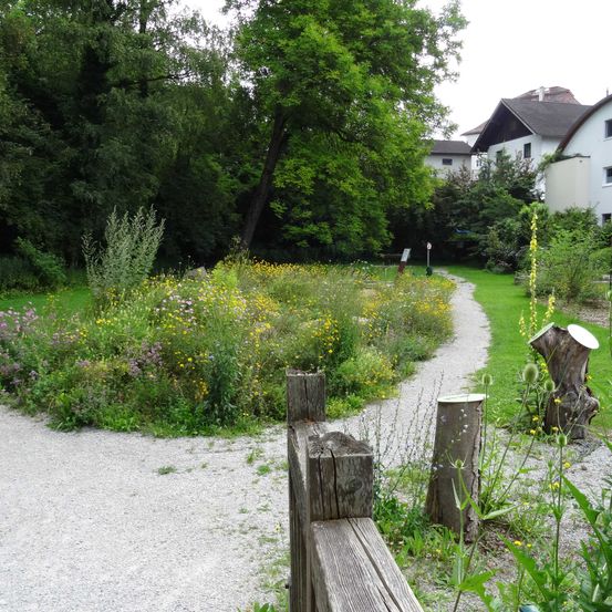 Tree, Garden, Nature, Outdoors, Grass, Path, Fir, Tree Stump, Walkway, Housing