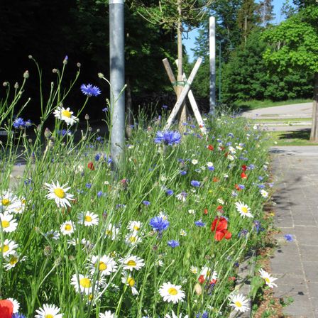 Daisy, Flower, Garden, Nature, Herbal, Anemone, Grassland, Petal, Vegetation, Grass